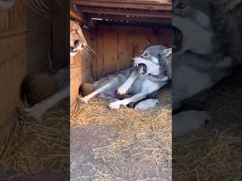 Dog Vs Lion - Mother dog protecting puppies from lion #puppy #dog #puppies