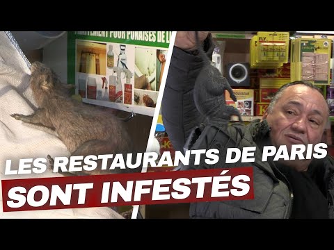 Les villes françaises envahies par les rats ! | Enquête Choc