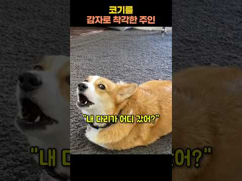 코기를 감자로 착각한 주인