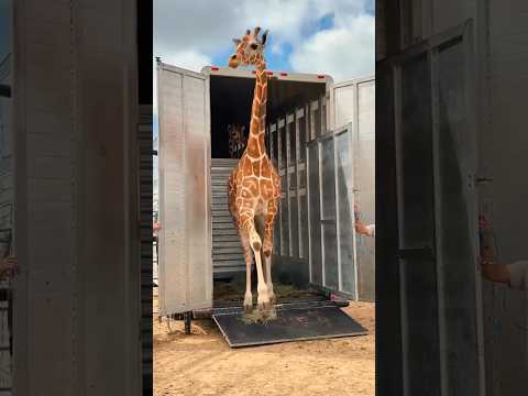 giraffe found inside the container 🦒#shortvideo