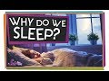 Understanding the Importance of Sleep