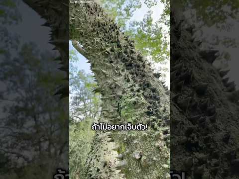 ต้นไม้ที่อันตรายที่สุดในโลก!