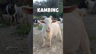 "Kenapa Kambing Suka Ngoceh Mbeeeekkk?" #shorts #shortvideo #animal #kambing