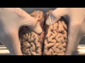 Neuroanatomy Concepts and Functions