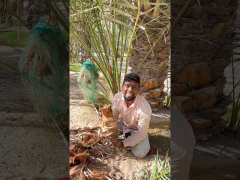 খেজুরের চারা দেশে নিতে হলে এভাবে✈️ #youtubereels #work #date #palm #foryou