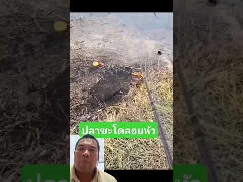 เจอปลาชะโด