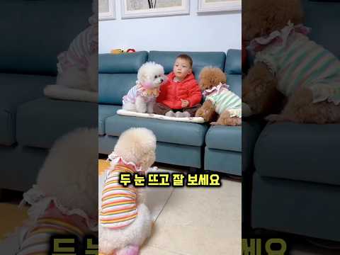댕댕이가 소파에 있는 소년 옆에 앉아있는 이유