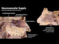 Anatomy of the Hard Palate
