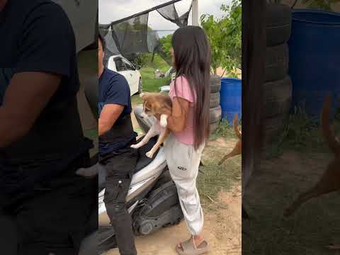 ไปด้วยทุกที่ #funny #dog