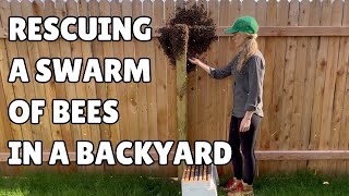 I’m Back—And Here to Help a Big Swarm of Bees on a Backyard Fence