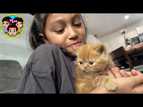 RESCATAMOS UN GATITO DE LA CALLE | Guzmancitos