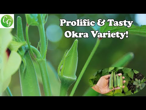 One Okra Variety You Must Grow: For Raised Beds & Containers!