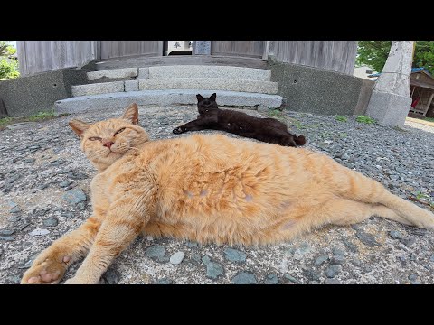 茶トラと黒猫の仲良しコンビの縄張りに見慣れない猫がやってきた