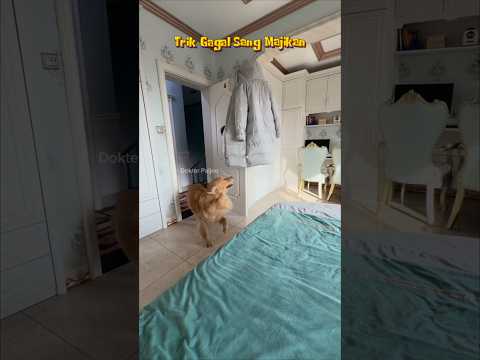 Anjing ternyata Lebih Cerdik #shorts #shortsvideo #dogshorts #dogstory #dog