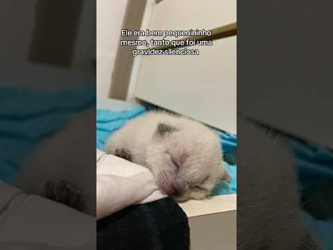 MINHA GATA SÓ TEVE 1 FILHOTE 😳