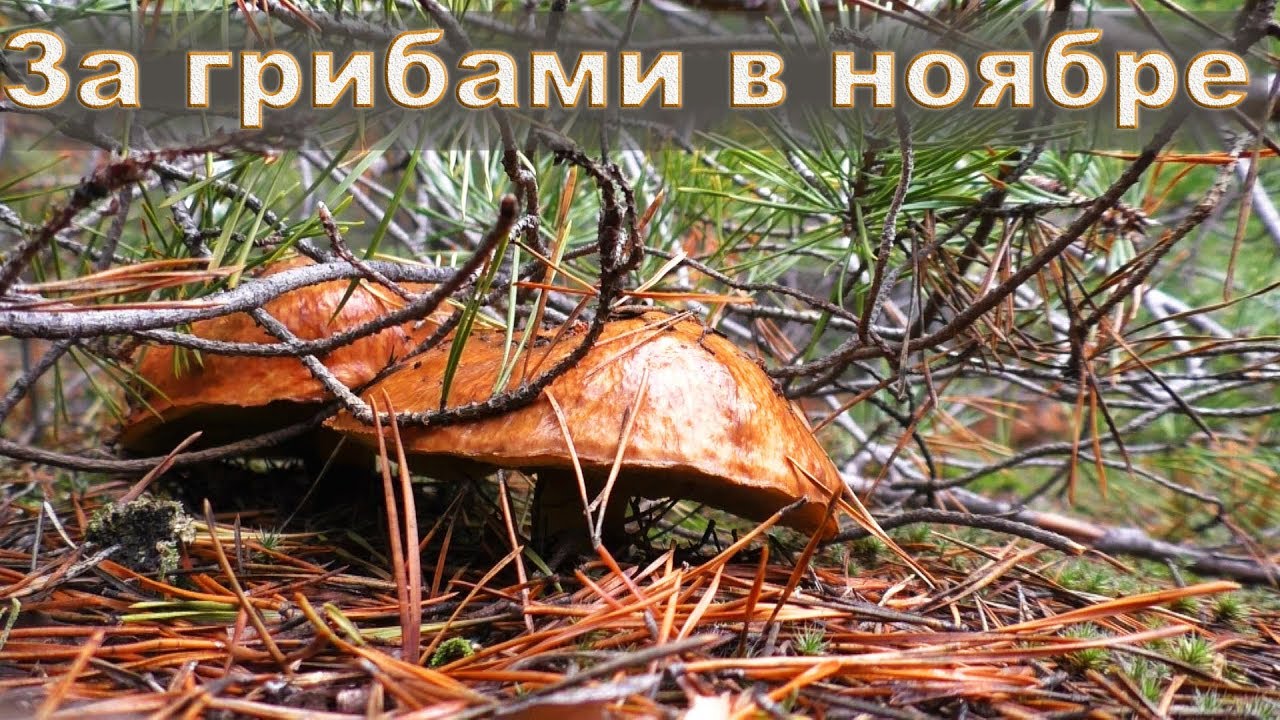 Поход за грибами в ноябре маслята радуют и удивляют