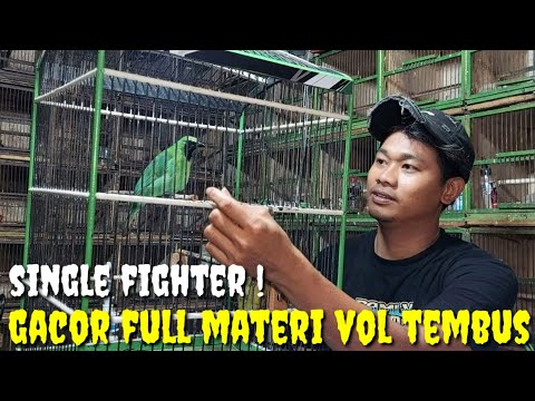 SINGLE FIGHTER ! NAH INI BARU BURUNG GACOR FULL MATERI ANTI STRES VOL TEMBUS