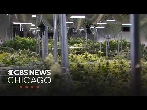 YouTube video thumbnail: Cannabis Products Could Help Insomnia, new Research Suggests