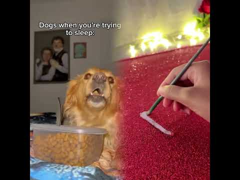 It’s like dogs wait until bedtime on purpose 🙄#dog #funnydogvideos #dogcomedy