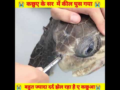 इंसान के वजह से मासूम कछुए को दर्द झेलना पड़ रहा है#shorts#youtubeshorts#shortsvideo#ytshorts#facts