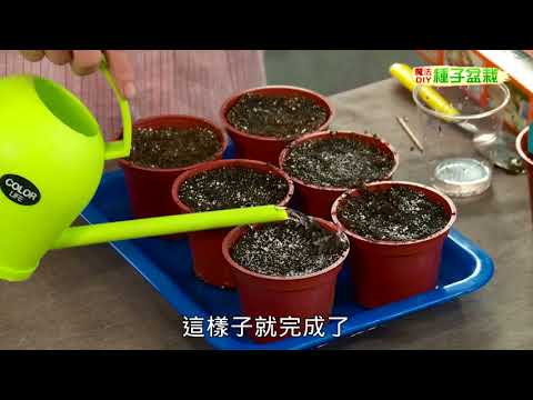 種子盆栽DIY教學 - 穴播法（適用大顆種子） - YouTube