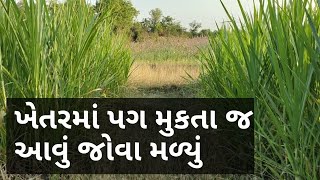 ખેતરમાં પગ મુકતા આવું જોવા મળ્યું