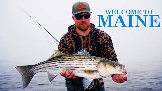 MAINE ON THE FLY | Big Striped Bass on the Flats!