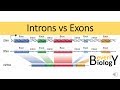 RNA Processing and Translation Concepts