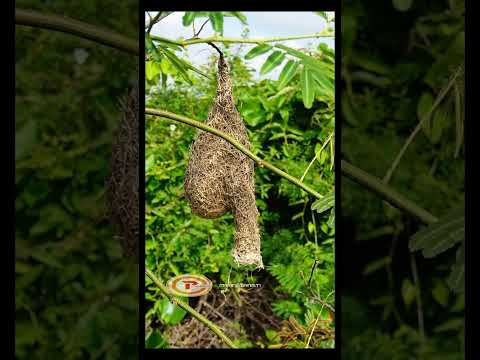 รังนกแปลกๆ พรานมังกร รังนกแปลกๆ