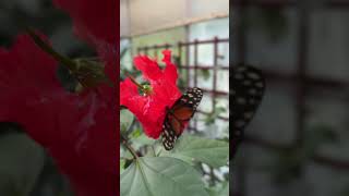 Schmetterling 🦋 einfach nur schön Schloss Sayn 🥰 #nature #beautifulworld  #gartenderschmetterlinge