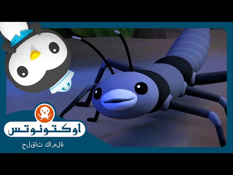 أوكتونوتس | 🌴 سرطانات بحر الشجر 🦞 | السلسلة 4 | الحلقة 6
