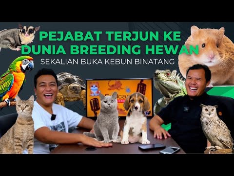 Alasan breeding kucing ras, usaha kucing menjanjikan ? resiko usaha kebun bianatang