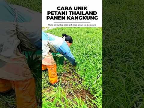 CARA UNIK PETANI THAILAND PANEN KANGKUNG