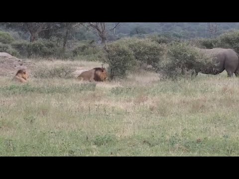 male lions vs rhino encounter video