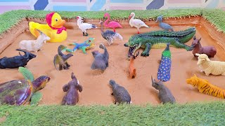 Uncovering the Hidden Discoveries of River Animals and Mountain Wildlife!