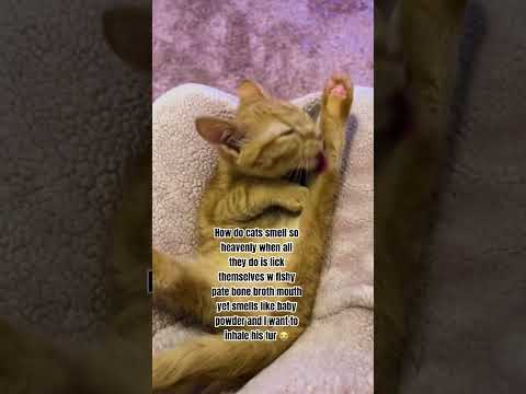 Anyone else love the smell of their cat?😩