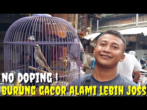 NAH INI BARU BURUNG GACOR ALAMI TANPA DOPING, SUARA MERDU PLUS BONUS SANGKAR