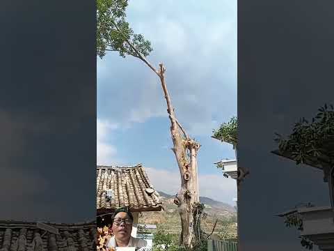 Đỉnh cao của sự gan dạ