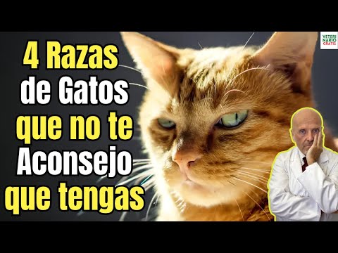 🆘 4 RAZAS DE GATOS QUE NO TE ACONSEJO QUE TENGAS EN CASA 🆘