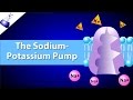 Active Transport and the Sodium-Potassium Pump