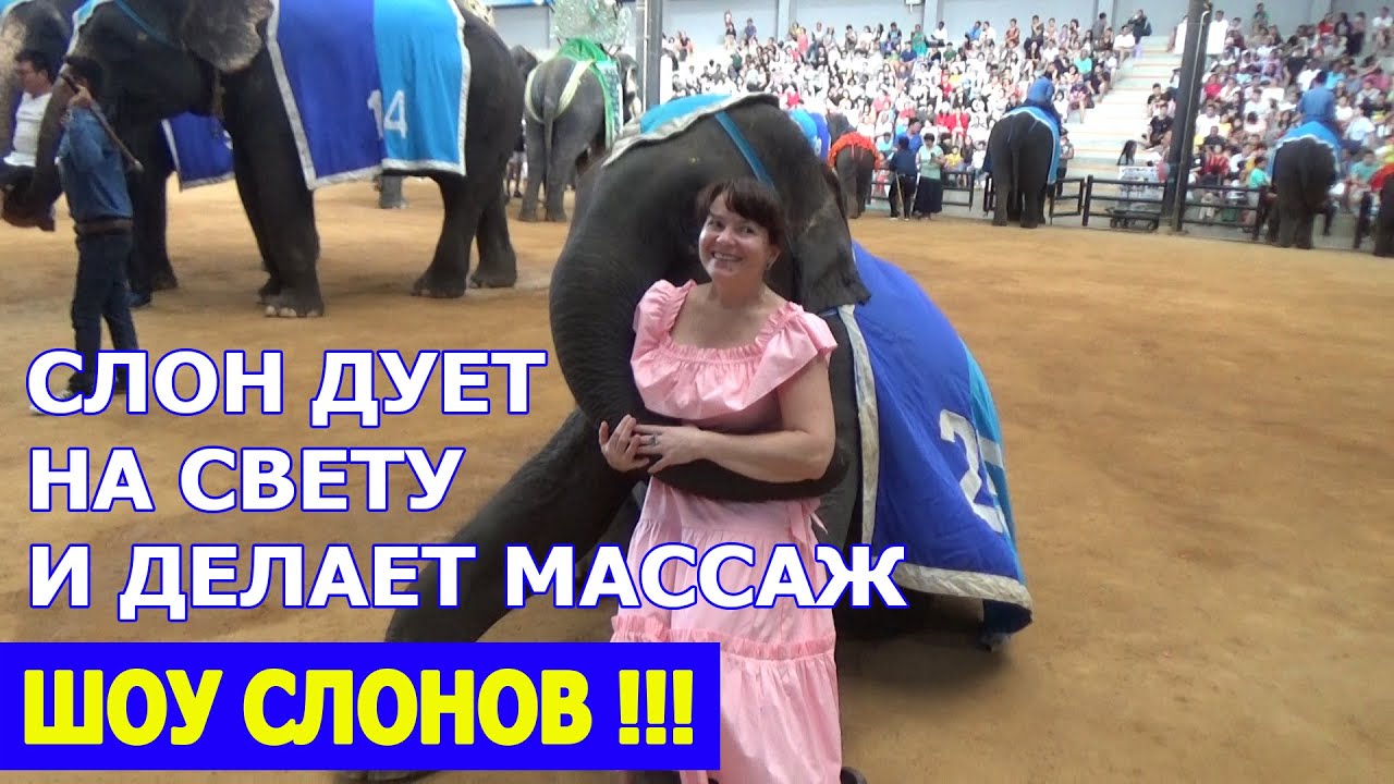 Экскурсия на шоу слонов в Тайланде на такси. Тропический парк Нонг Нуч в Паттайе, Таиланд