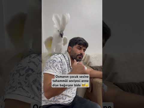 Canavar oluyo bide napsın Osman 😎