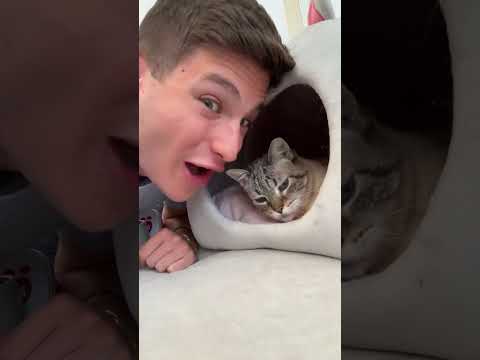 AI NOSTRI GATTI NON PIACE "GELATO" 🍦🐈