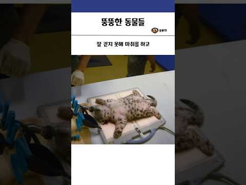 뚱뚱한 동물들 #동물 #힐링