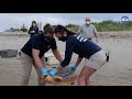Cold Stun Events and Sea Turtles