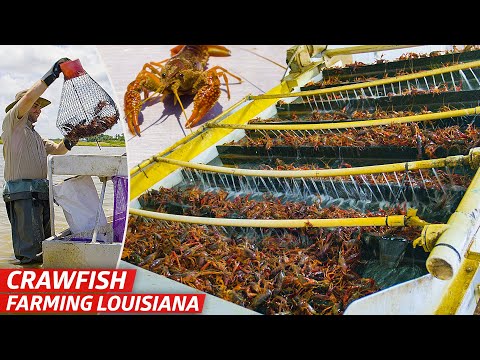YouTube video thumbnail: Louisiana’s Biggest Crawfish Farm Sells 3 Million Pounds of Crawfish Every Year