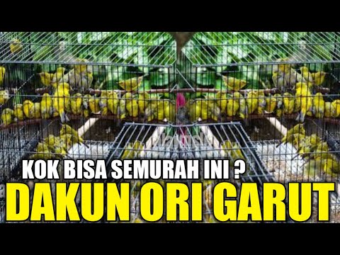 TERNYATA DISINI ! PLECI DAKUN ORI GARUT PALING DICARI KOK CUMA SEGINI HARGANYA DIKIOS PASAR PRAMUKA