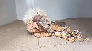 "No Food, No Hope" — Just a Silent Cry for Help, Her Eyes Begged for "Just One Meal"!