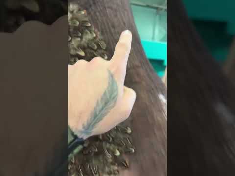 Wow wait till the end! What is that? #dinomania