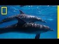 Dolphin Behavior and Communication Study